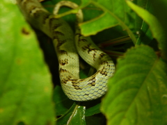 Craspedocephalus gramineus