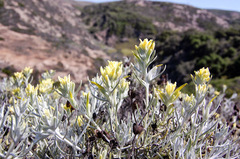 Castilleja hololeuca