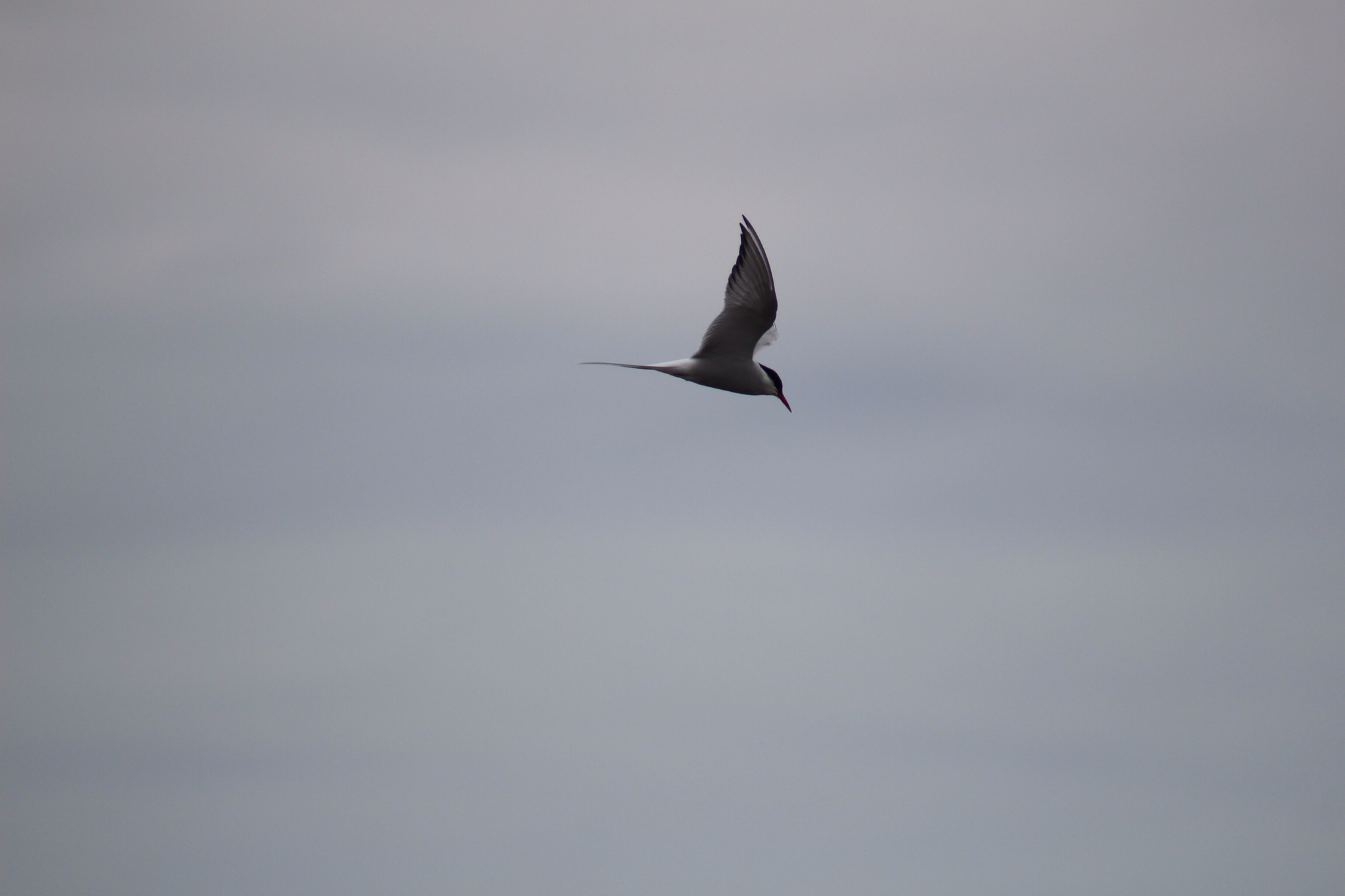 Arctic Tern