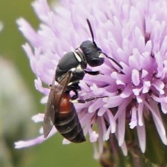 Hylaeus variegatus