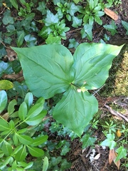 Trillium ovatum ovatum