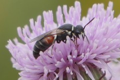 Hylaeus variegatus