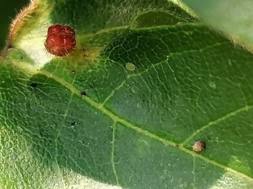 solitary maple leaf gall mite