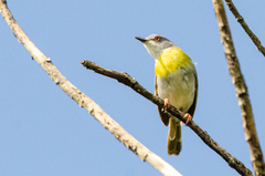 Apalis flavida