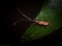 Cerobates ophthalmicus