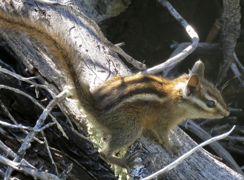 Sonoma Chipmunk