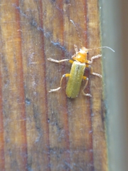 Cantharis cryptica