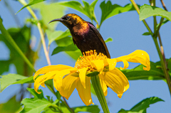 Copper Sunbird photo 5