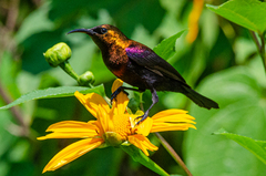 Copper Sunbird photo 3