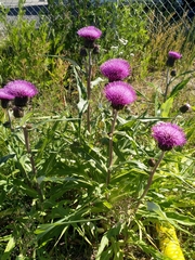 Cirsium heterophyllum