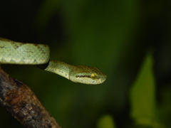 Craspedocephalus gramineus