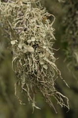 Ramalina leptocarpha