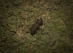 Bothrideridae