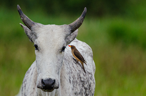 Yellow-billed Oxpecker