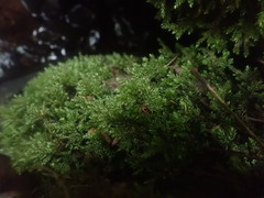 Thamnobryum alleghaniense