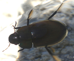 Hydrochara caraboides
