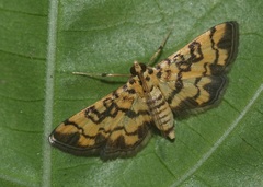 Glycythyma chrysorycta