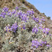 Douglas' Silver Lupine - Photo (c) 100460587416170889624, some rights reserved (CC BY), uploaded by 100460587416170889624