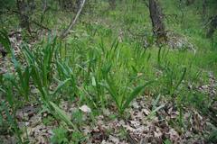 Ornithogalum arcuatum