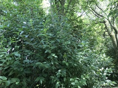 Lonicera involucrata