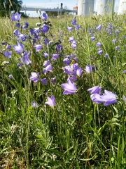 Campanula rotundifolia