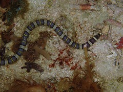 Leiuranus versicolor