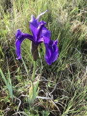 Iris laevigata