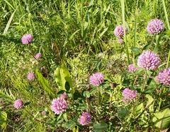 Trifolium pratense