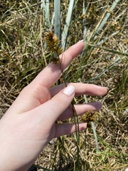 Carex arenaria