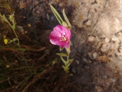 Clarkia purpurea