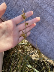 Carex arenaria