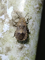 Eumenotes pacao