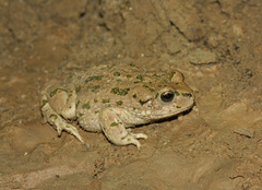 Bufotes pewzowi