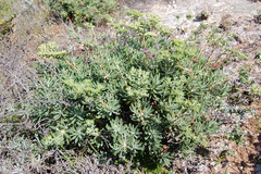 Eriogonum arborescens