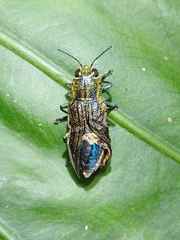 Chrysodema lewisii