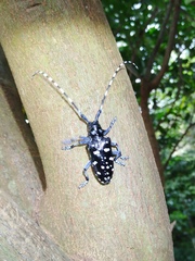 Anoplophora macularia