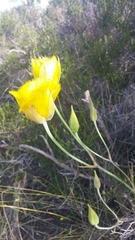 Calochortus weedii