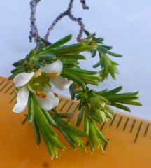 Diosma aspalathoides