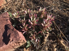 Pedicularis centranthera