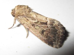 Spodoptera depravata