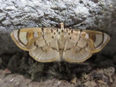 Pycnarmon pantherata