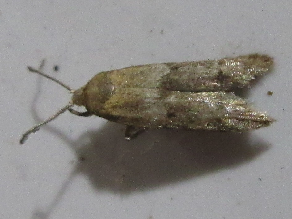 Neoblastobasis