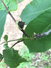 Phylloxera spinosa
