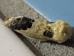 Phalera flavescens