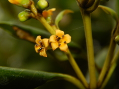 Avicennia marina marina