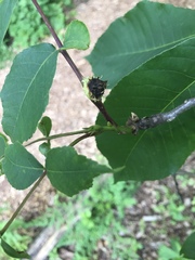 Phylloxera spinosa