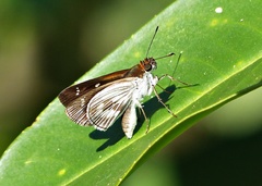 Vettius artona
