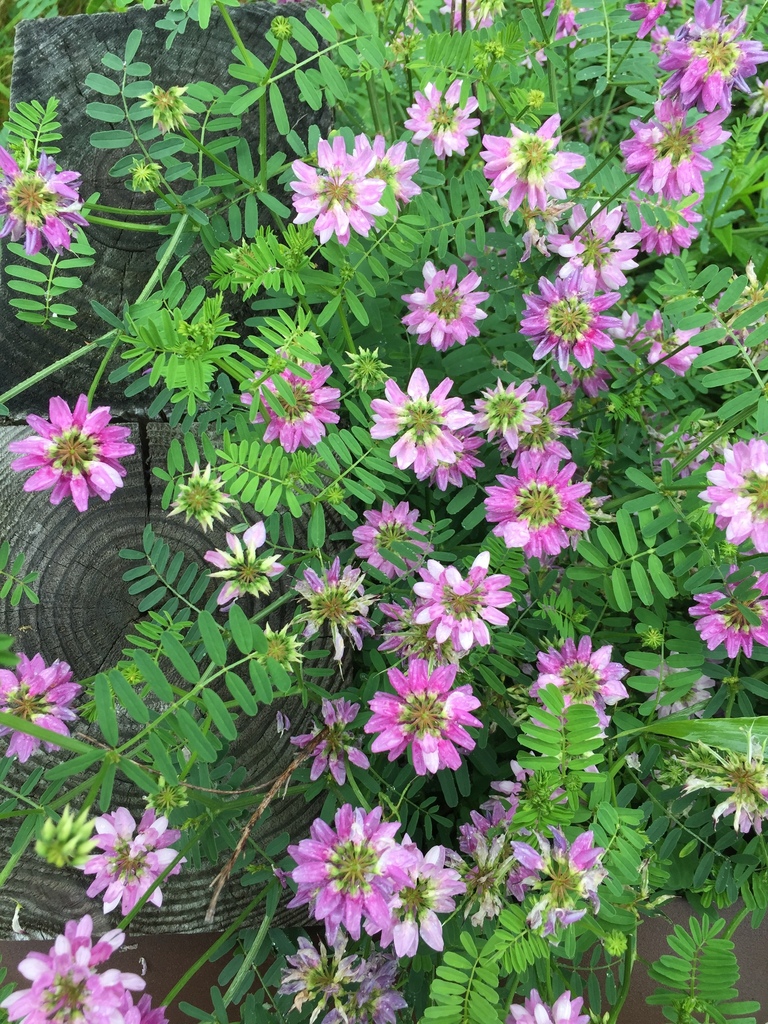 purple crownvetch