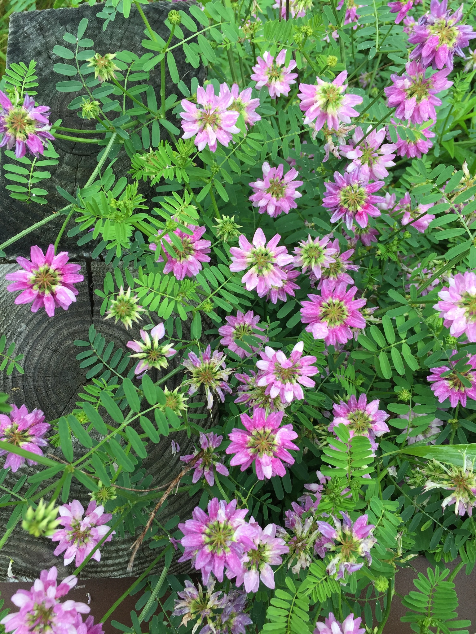 Securigera varia