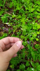 Cerastium pauciflorum